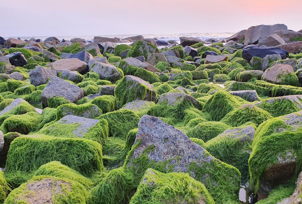 Du khách đổ xô check-in bãi đá rêu xanh đẹp nhất Phú Yên | Báo Dân trí